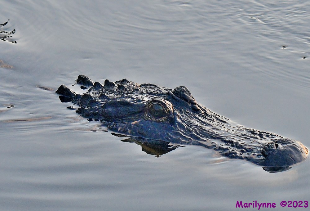 DSC_5049_001.JPG