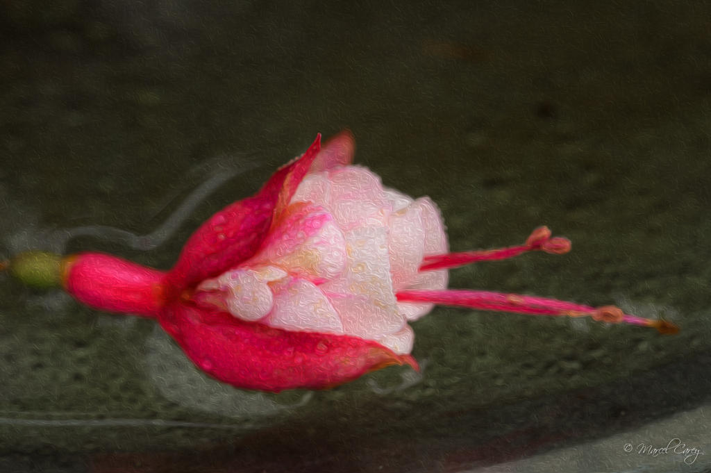 DSC_5050-Modifier.jpg