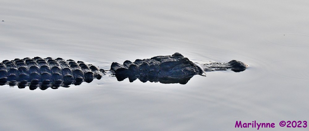 DSC_5050_001.JPG