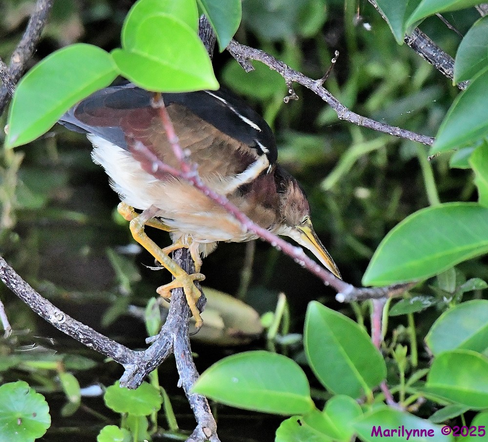 DSC_5050_001.JPG