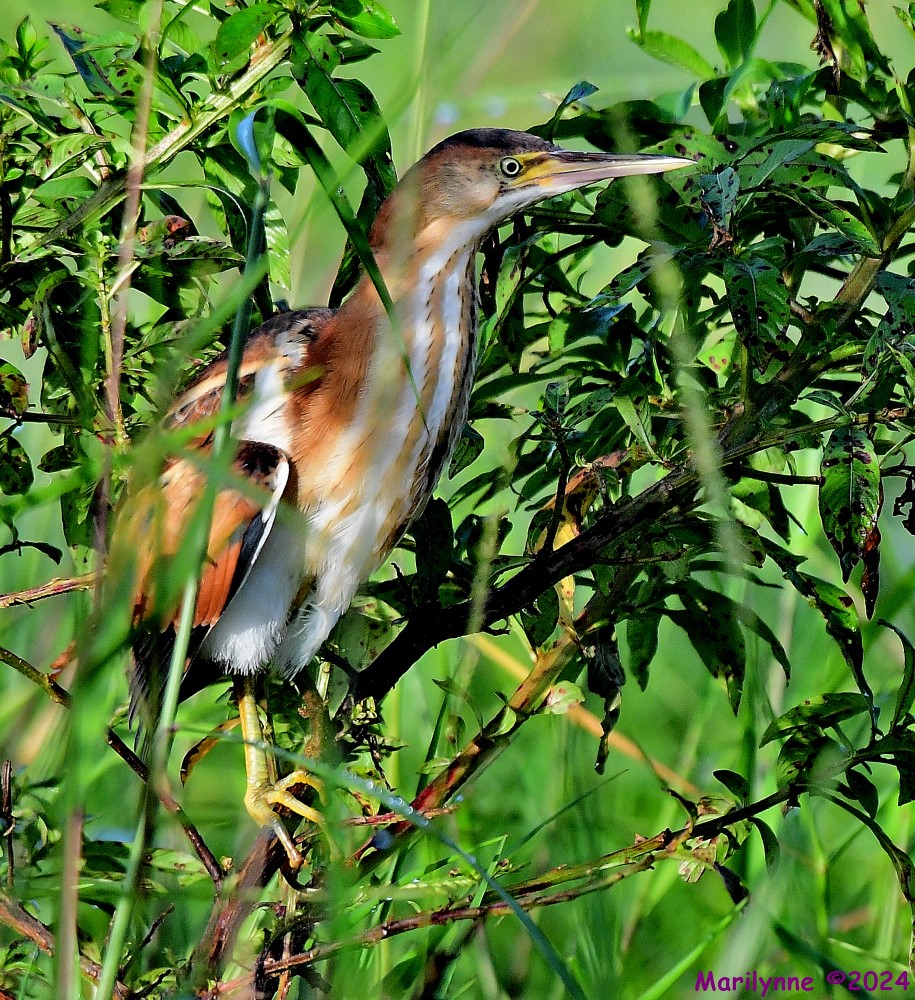 DSC_5052_001.JPG