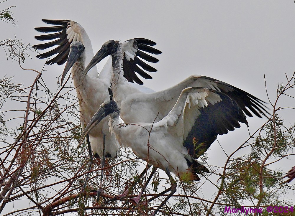 DSC_5053_001.JPG