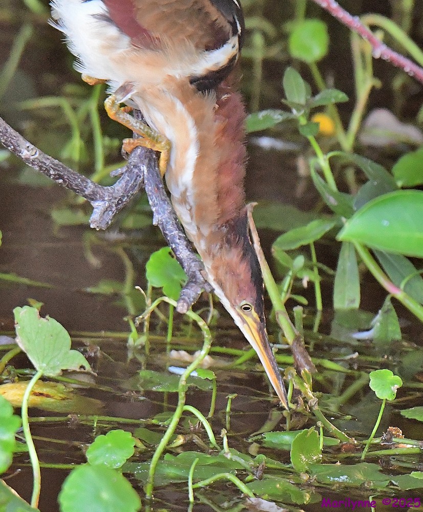 DSC_5054_001.JPG
