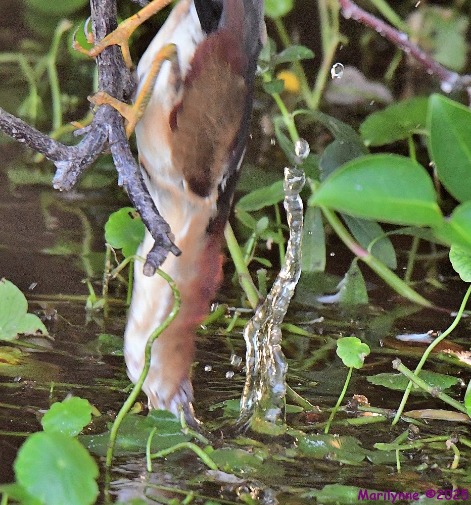 DSC_5055_001.JPG