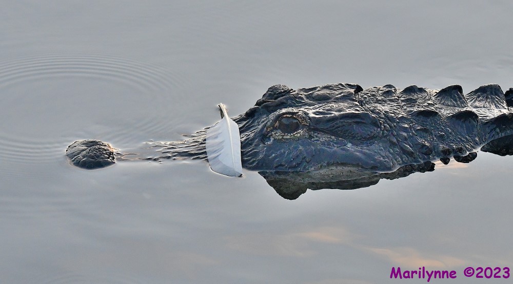 DSC_5056_001.JPG