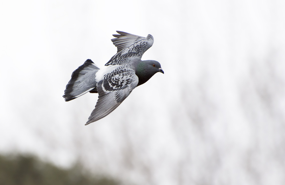 DSC_5057.jpg