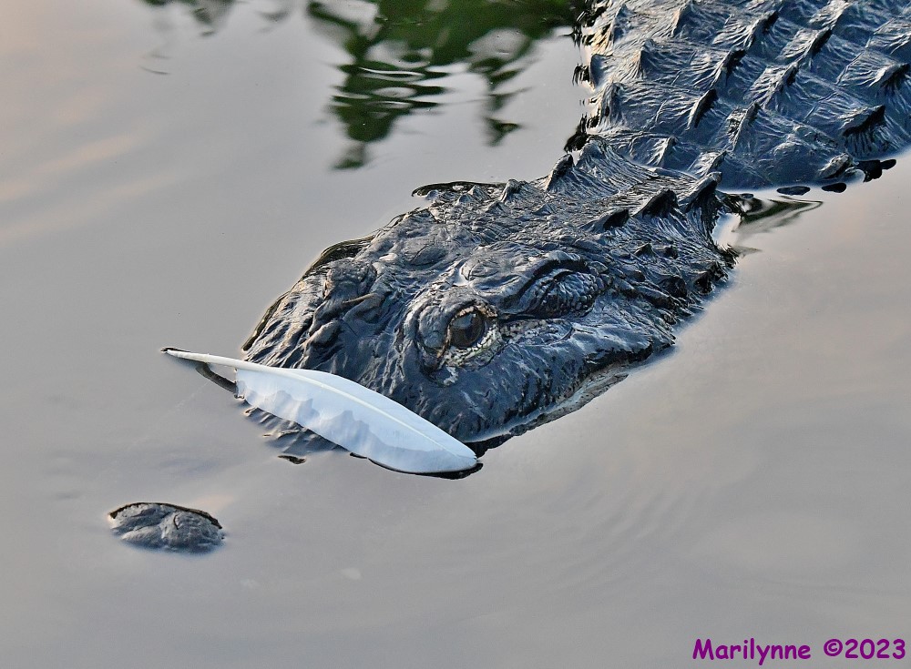 DSC_5059_001.JPG