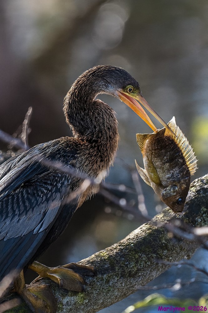 DSC_5061 copy_001.JPG