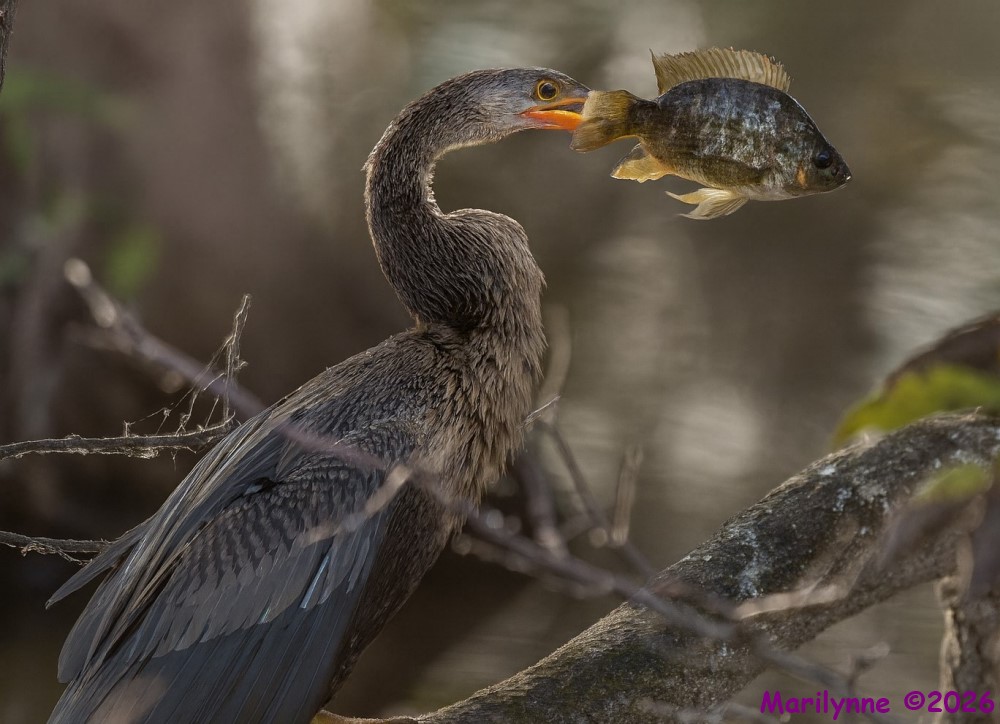 DSC_5065 copy_001.JPG