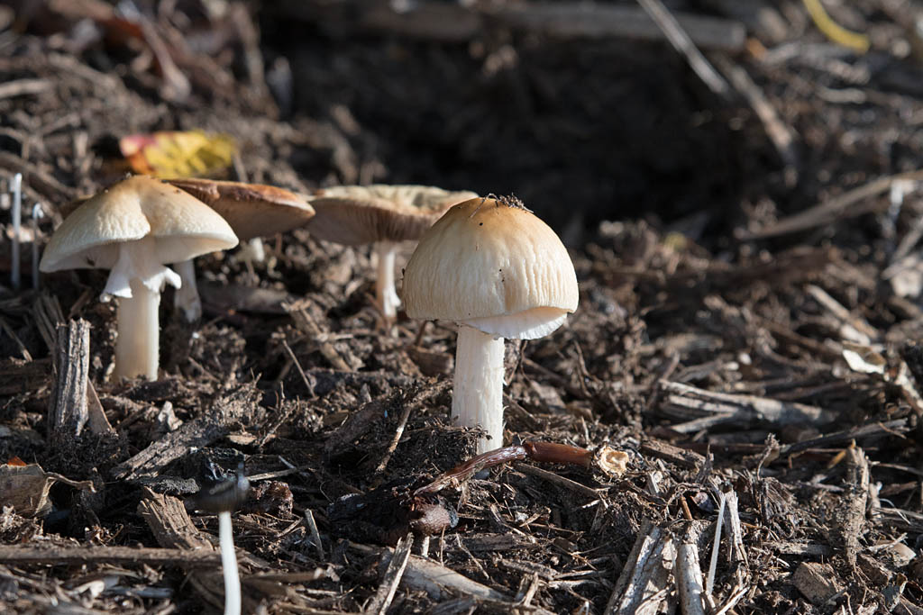 DSC_5066.jpg