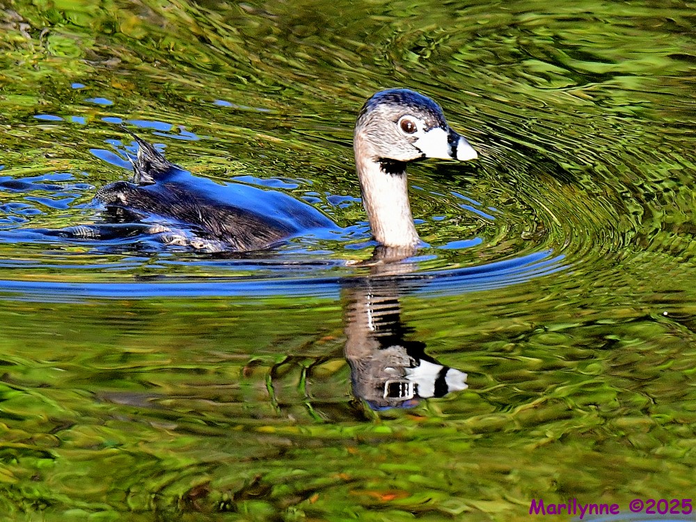 DSC_5068_001.JPG