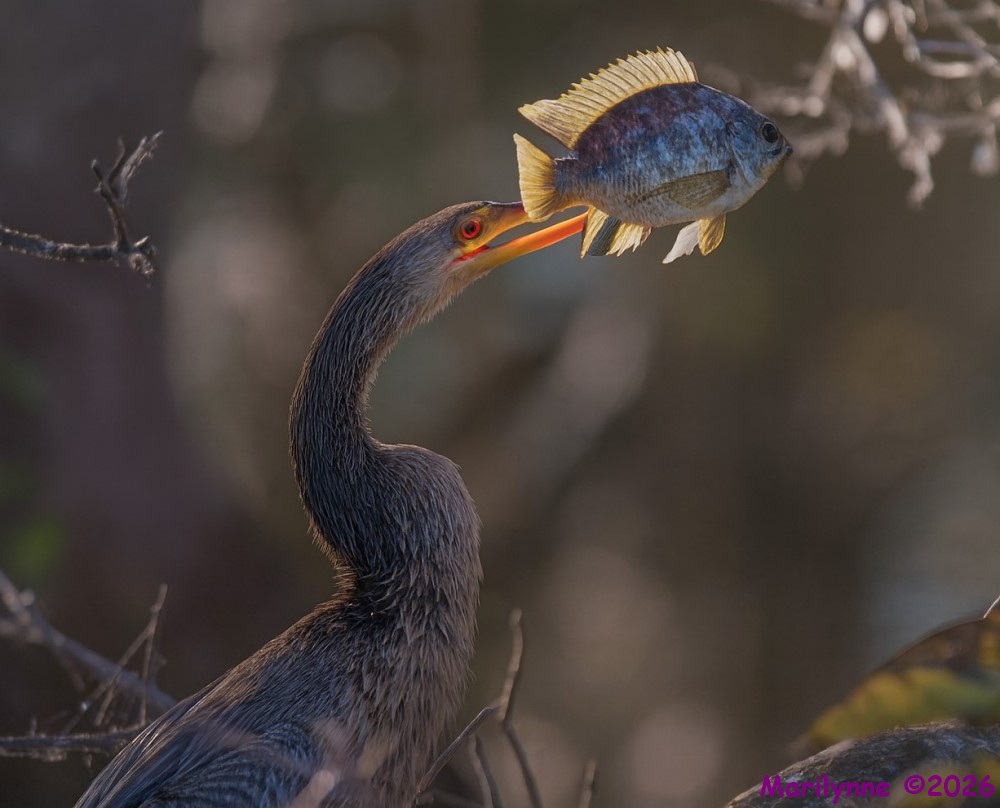 DSC_5069 copy_001_01.JPG