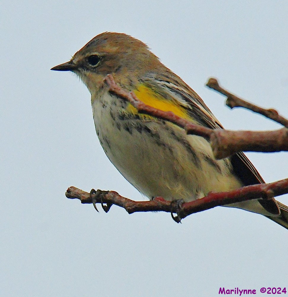 DSC_5070_001.JPG
