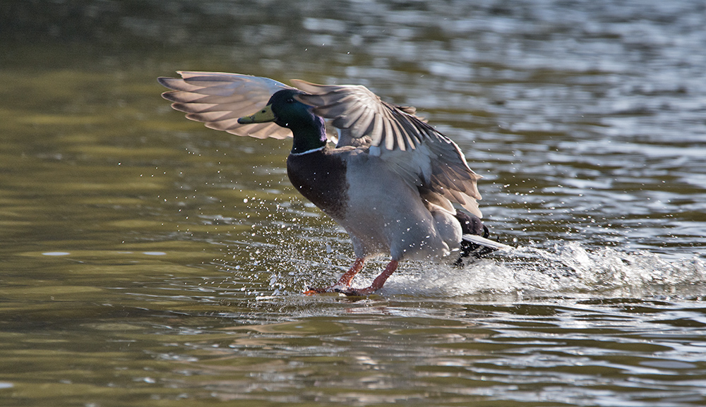 DSC_5072.jpg