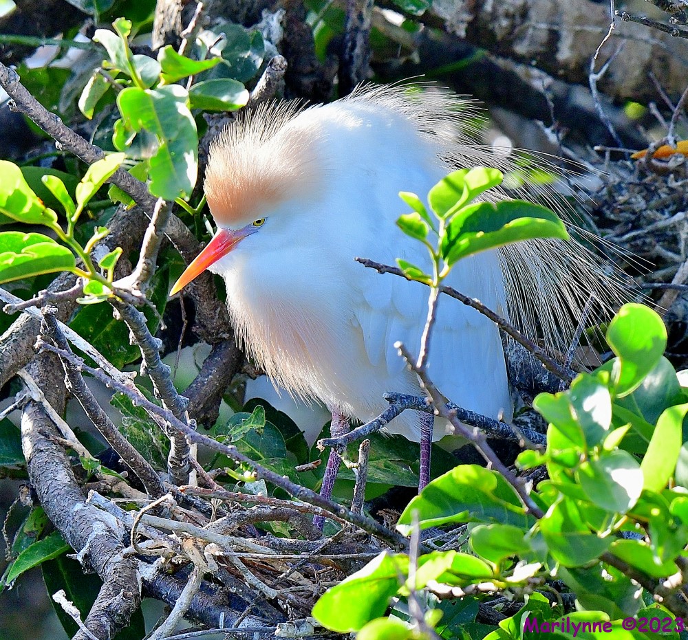 DSC_5072_001.JPG