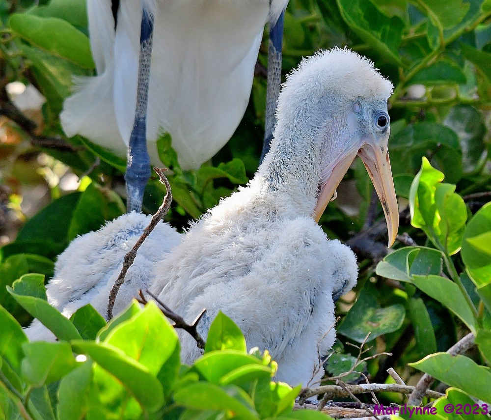 DSC_5073_001.JPG