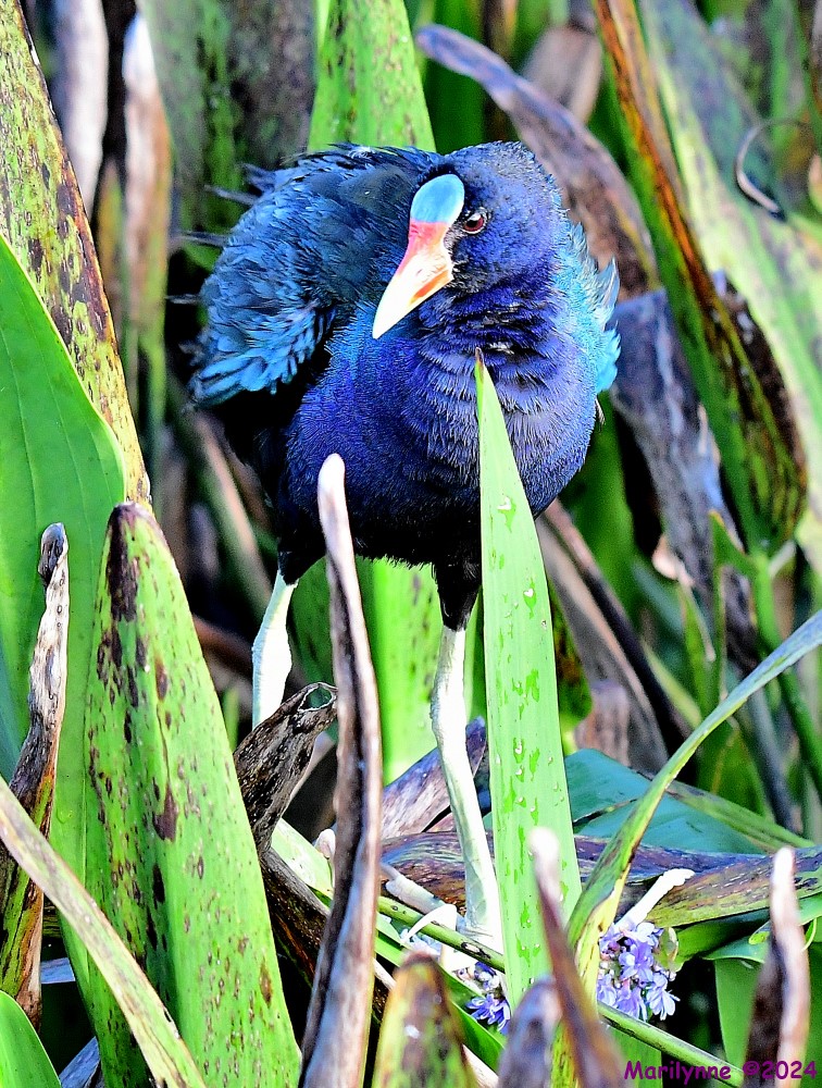DSC_5074_001.JPG