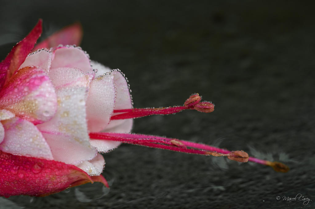 DSC_5075.jpg
