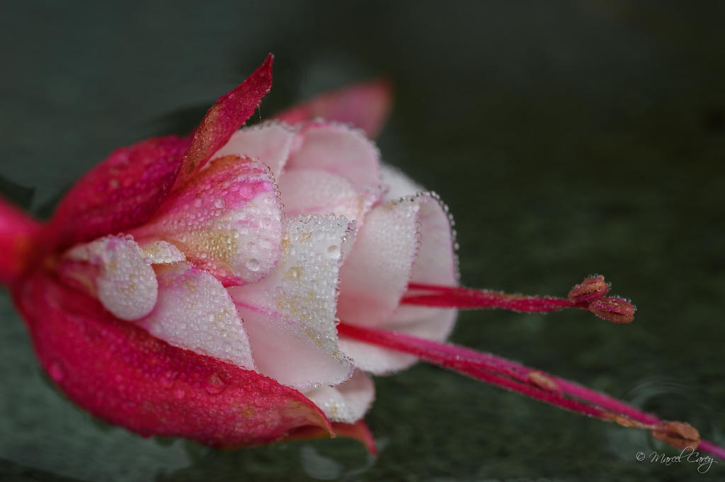 DSC_5078.jpg