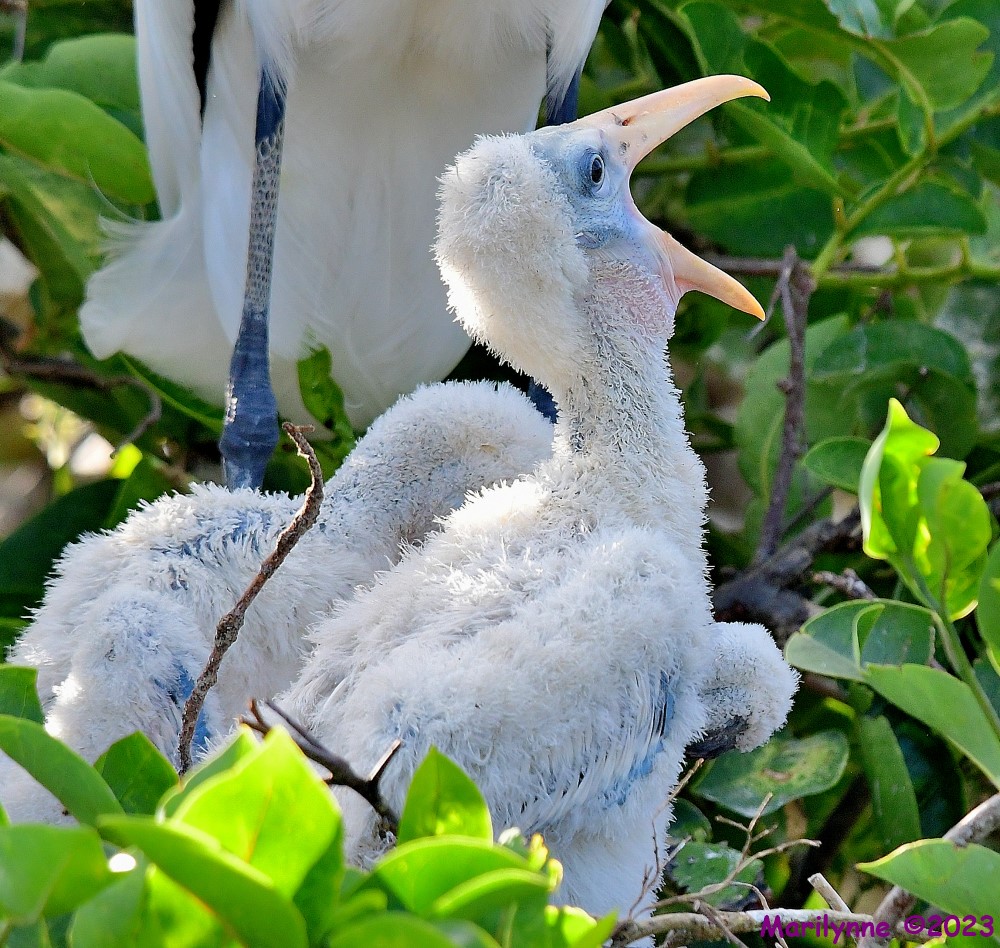 DSC_5079_001.JPG
