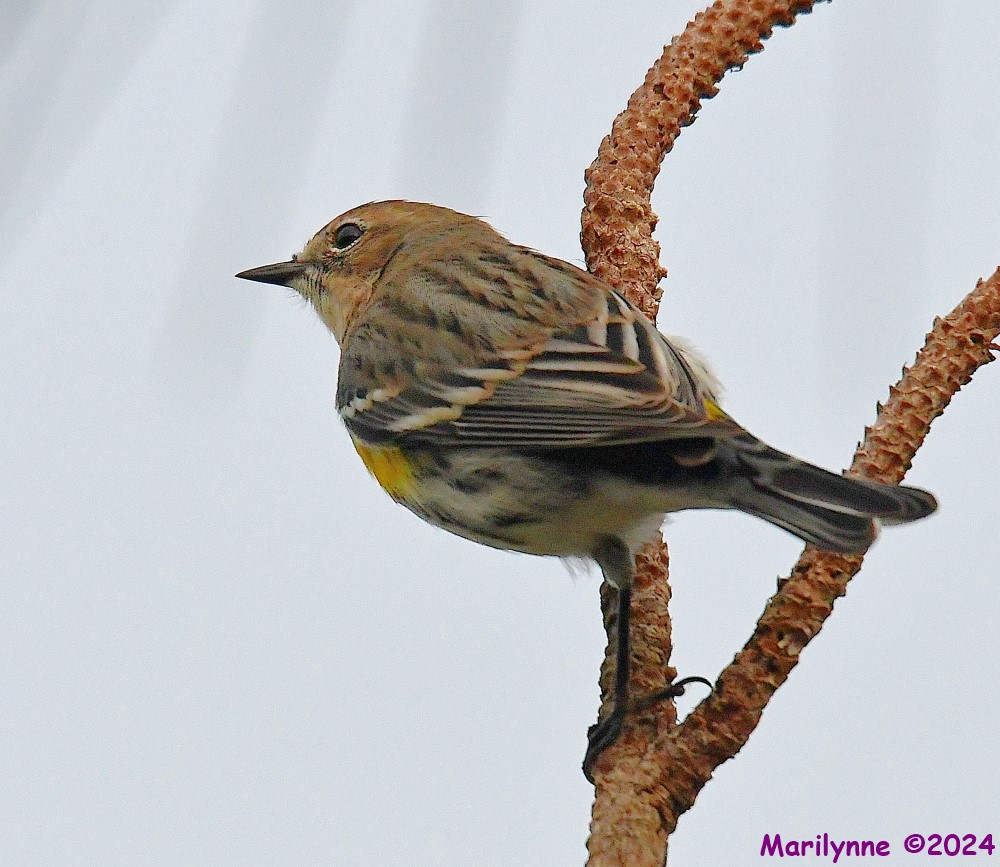 DSC_5080_001.JPG