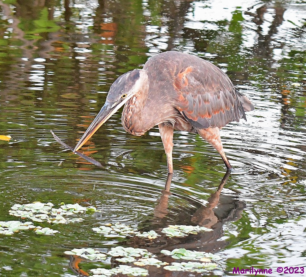 DSC_5083_001.JPG