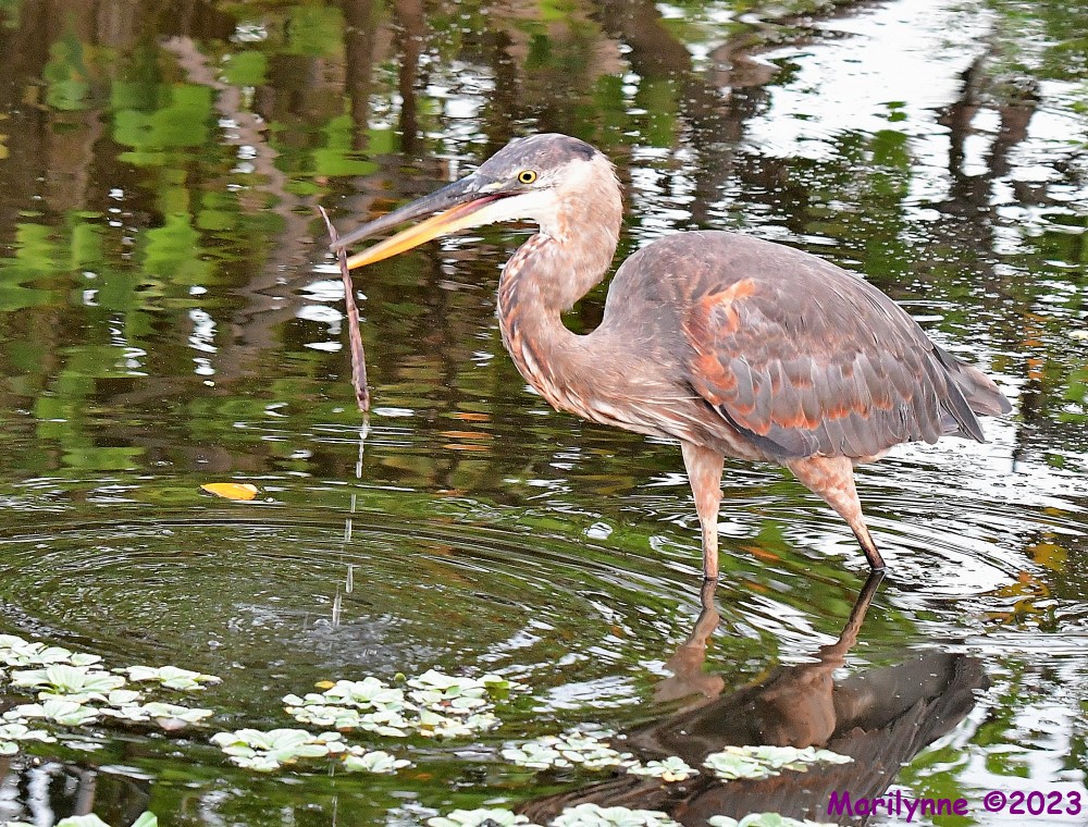 DSC_5084_001.JPG