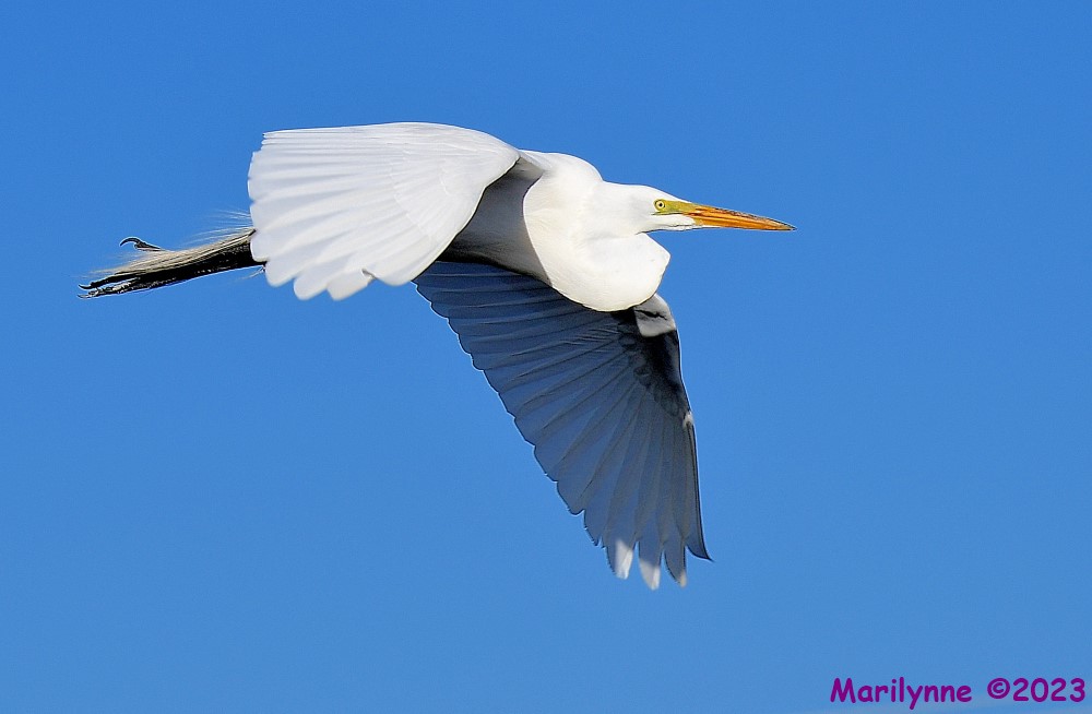 DSC_5085_001.JPG