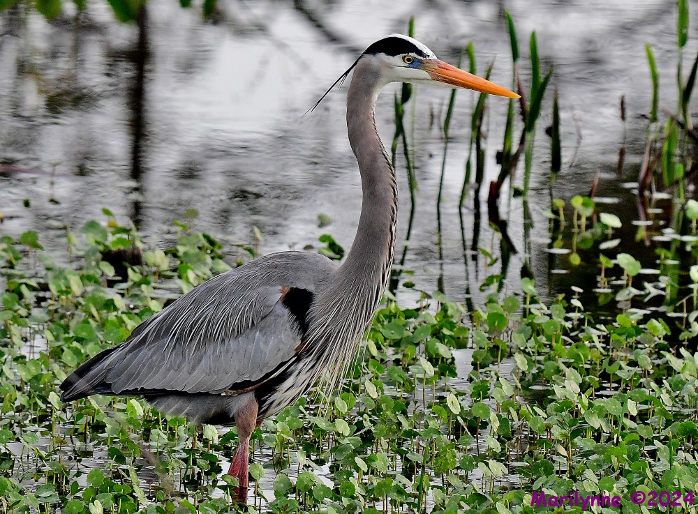 DSC_5087_001.JPG