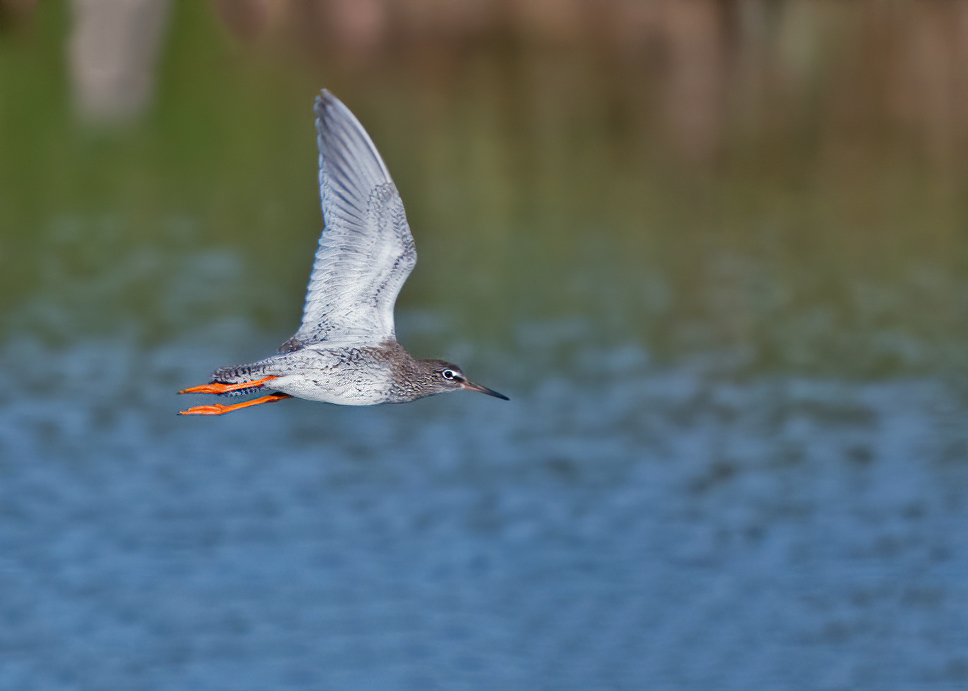 dsc_509.jpg