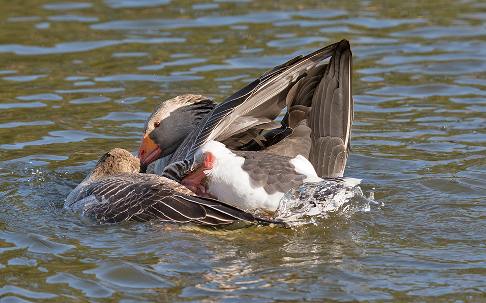 DSC_5094.jpg