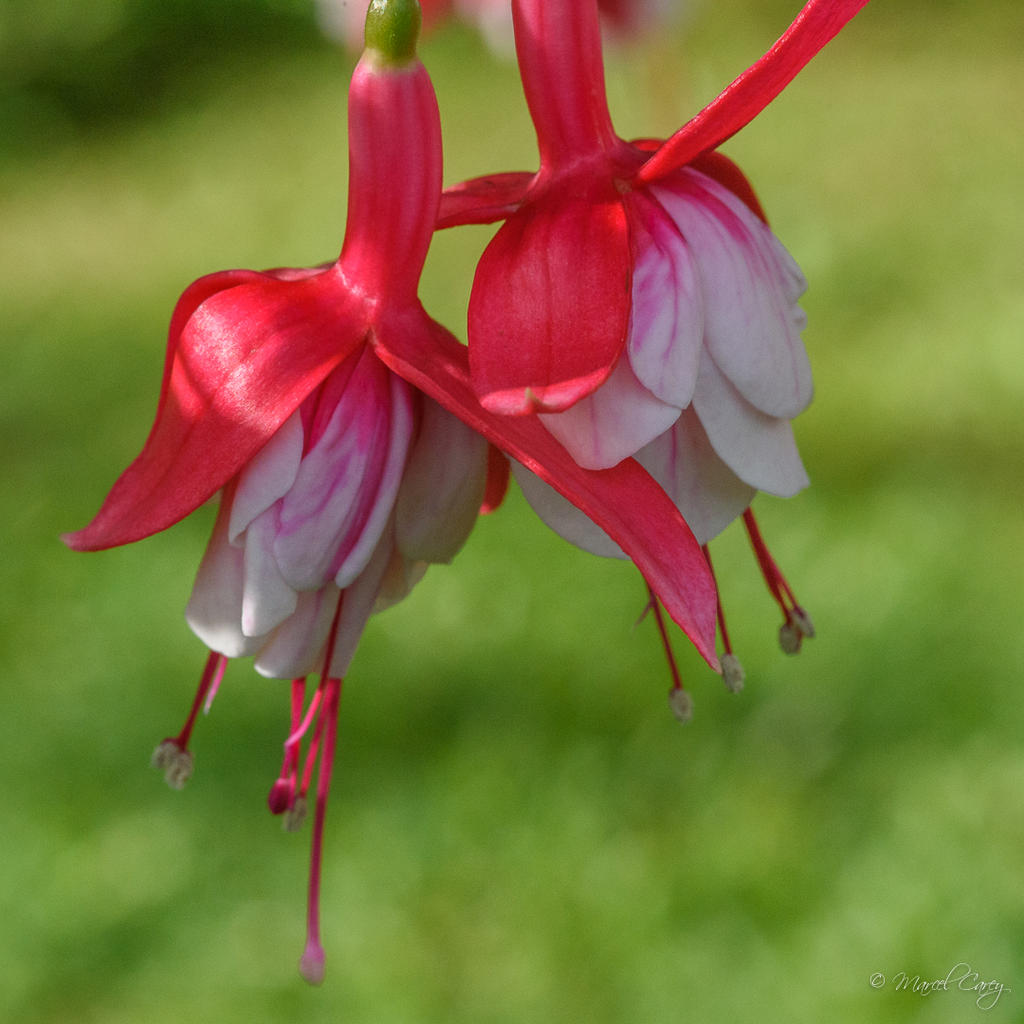DSC_5096.jpg
