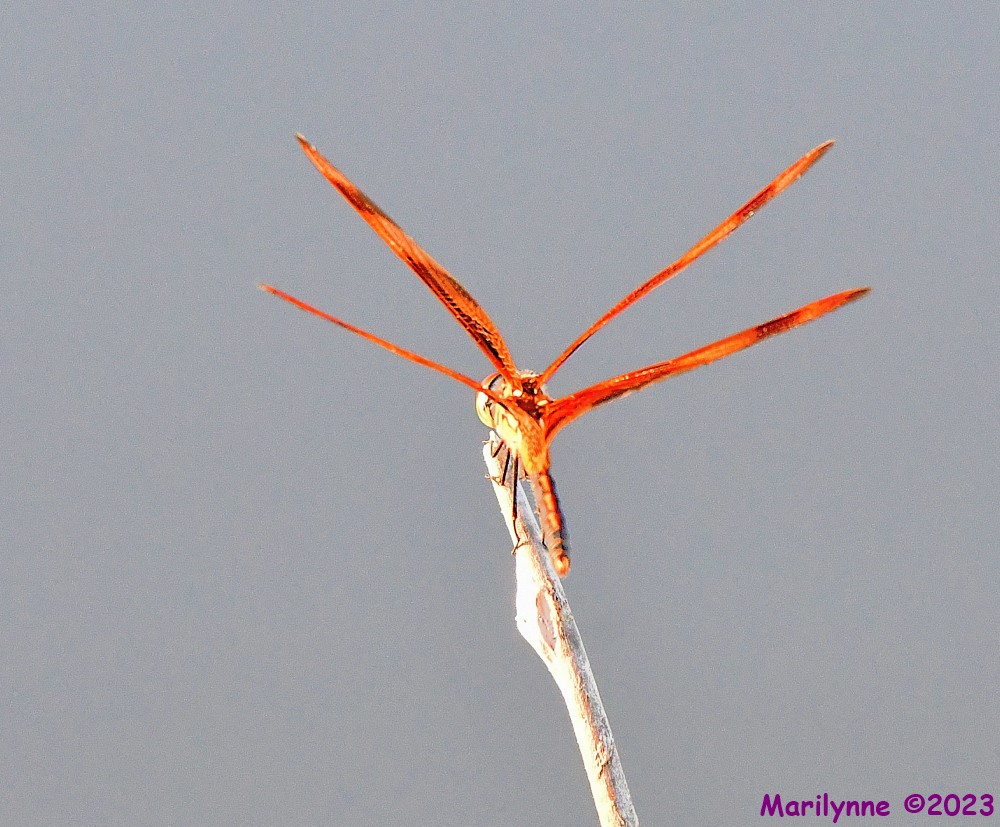 DSC_5099_001.JPG