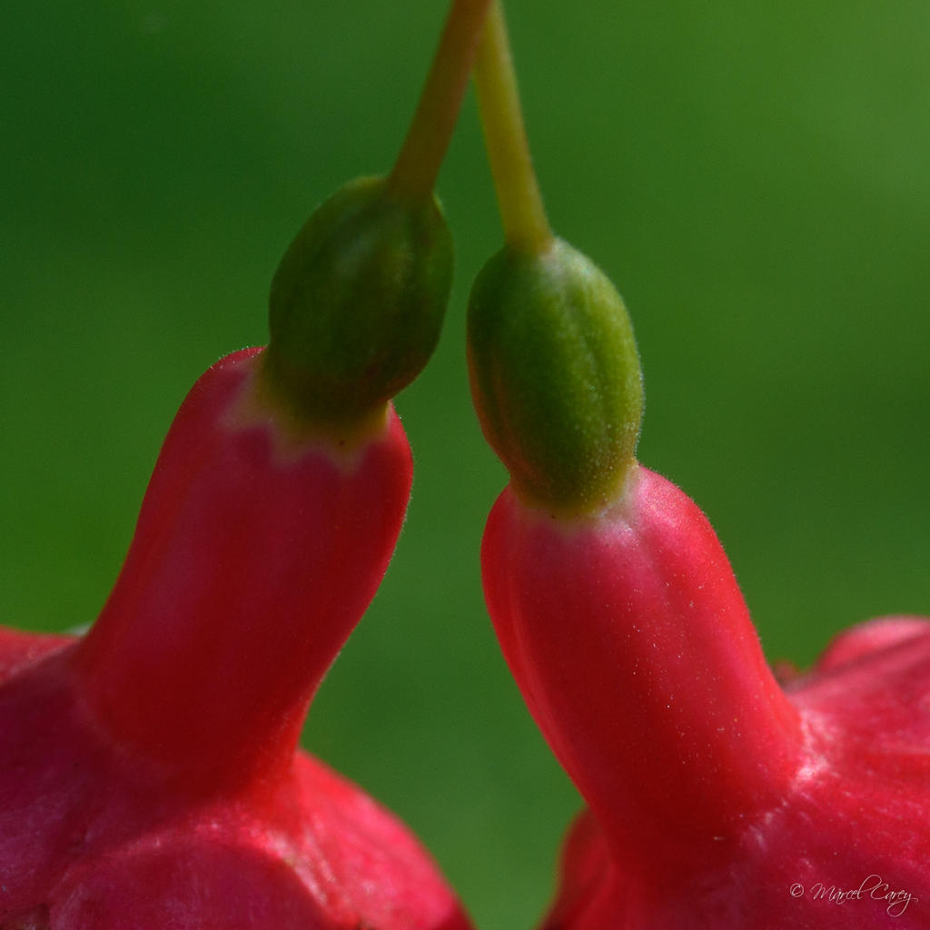 DSC_5100.jpg