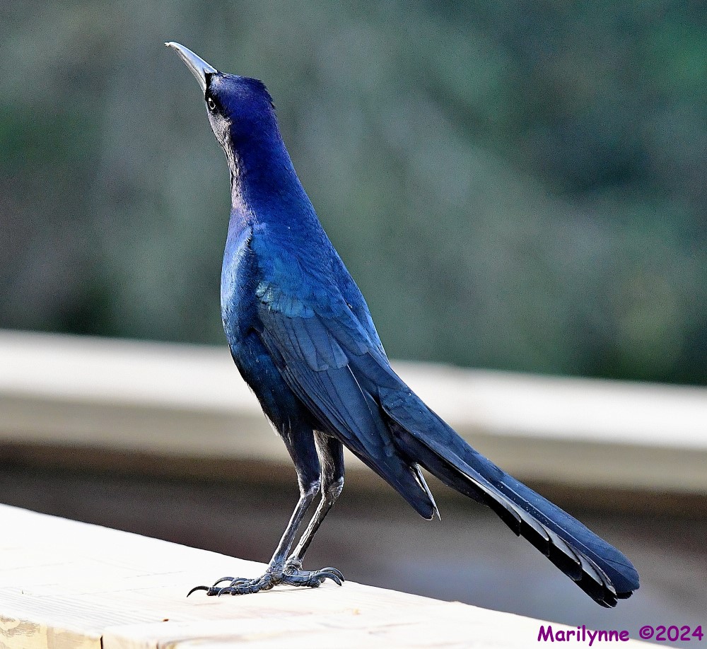 DSC_5106_001.JPG