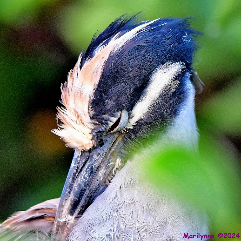 DSC_5106_001.JPG