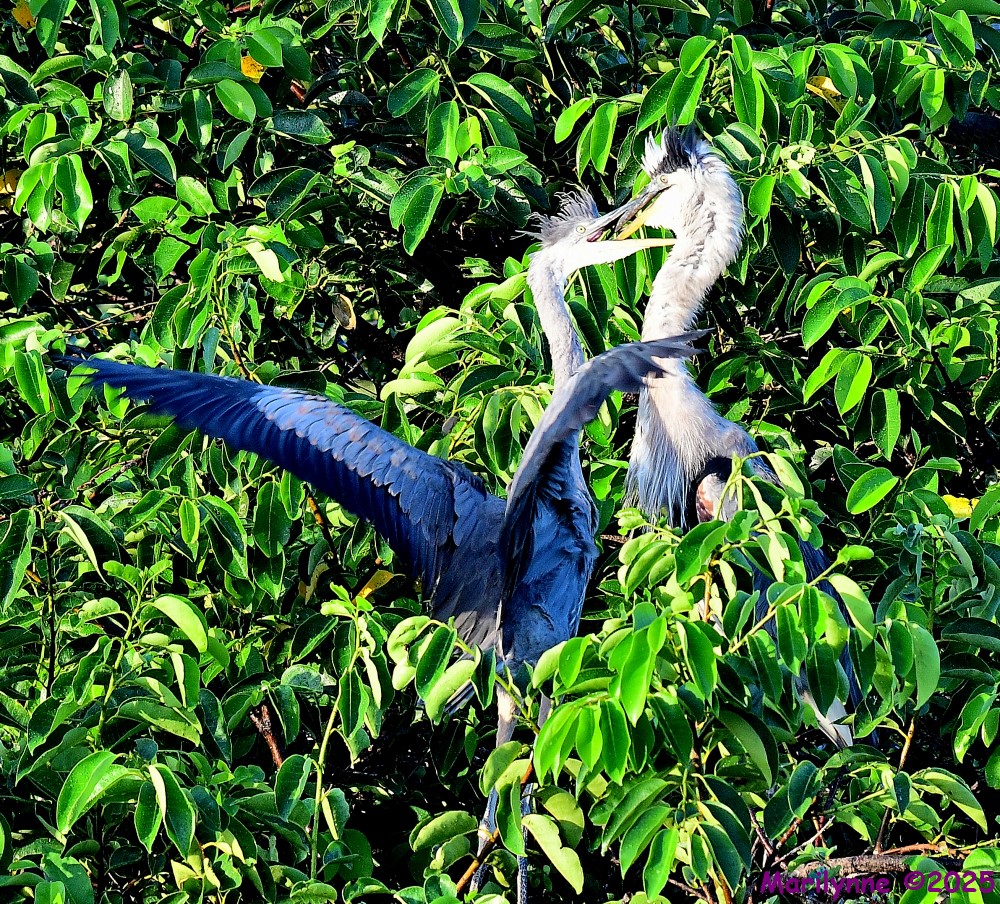 DSC_5107_001.JPG
