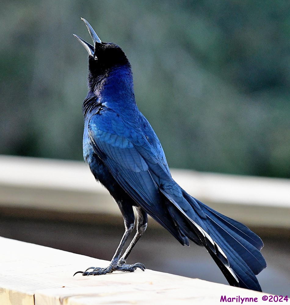 DSC_5109_001.JPG