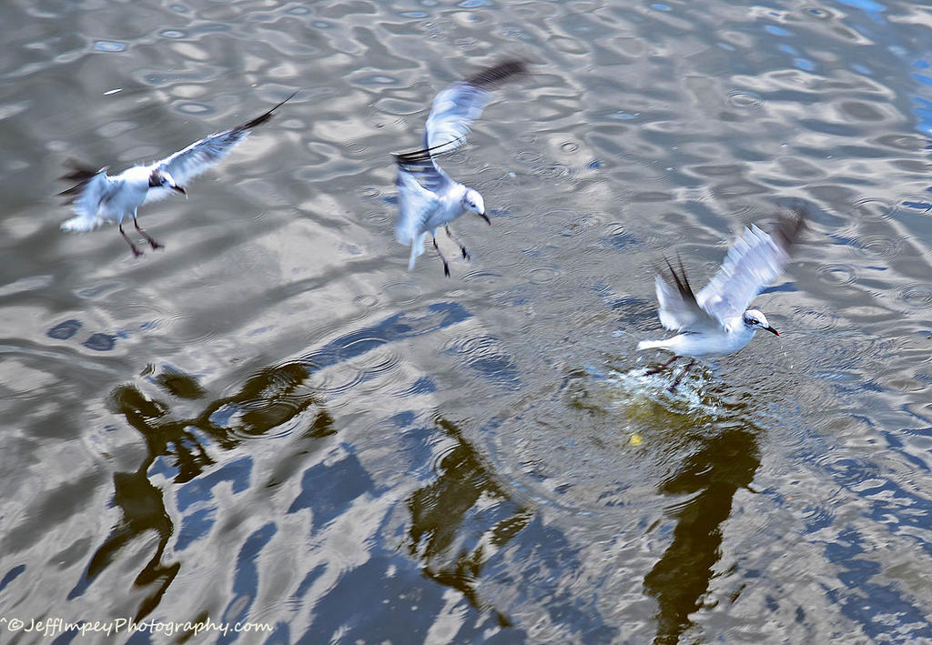 DSC_5111.jpg
