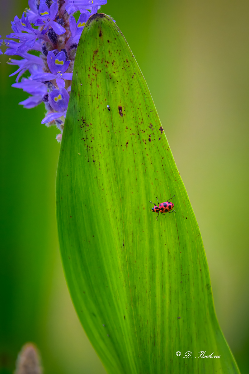 DSC_5115-topaz-rawdenoise.jpg