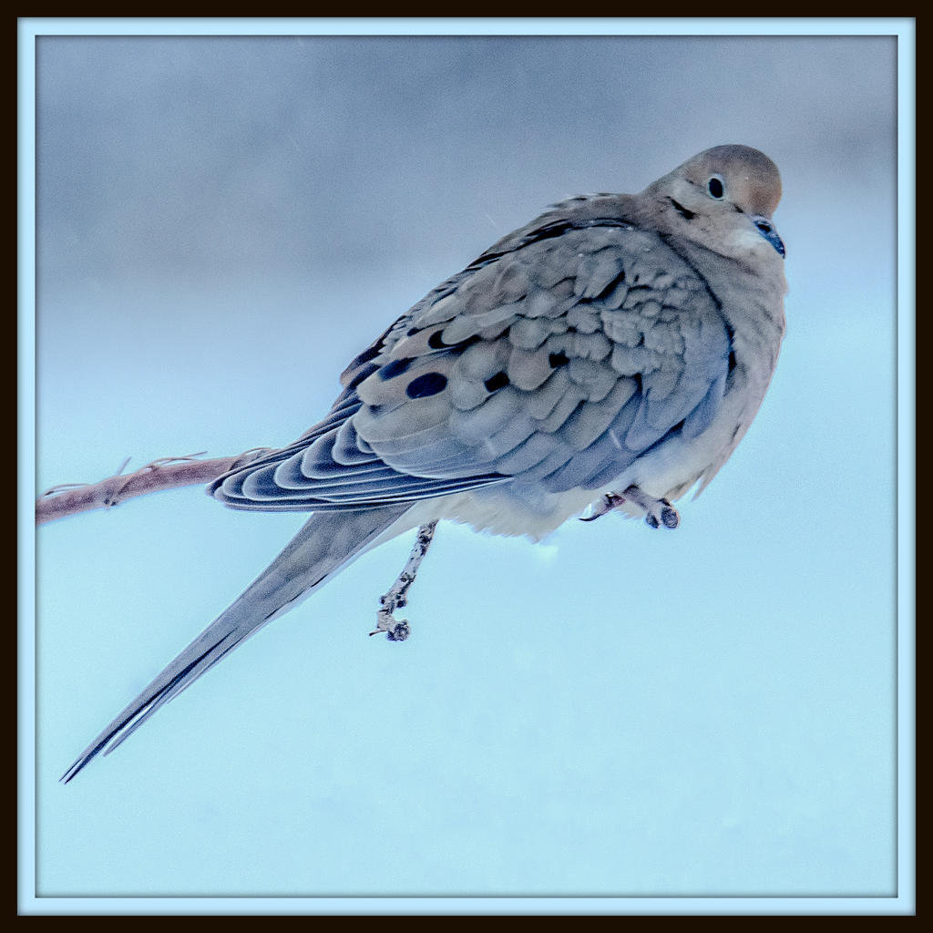 DSC_5117-Edit.jpg