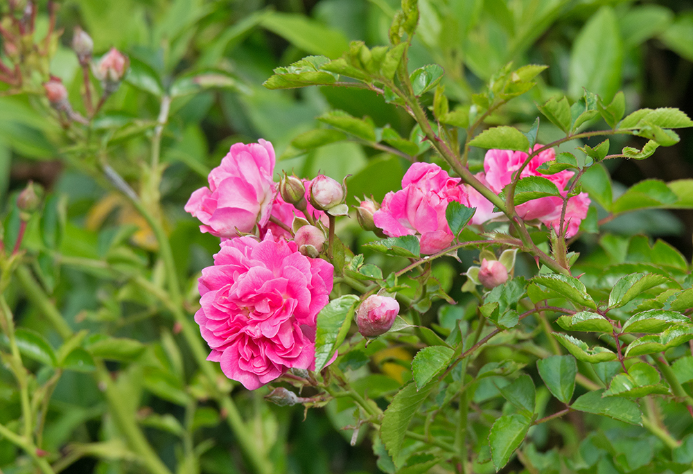 DSC_5117.jpg