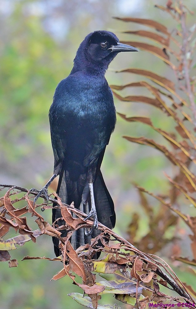 DSC_5118_001.JPG