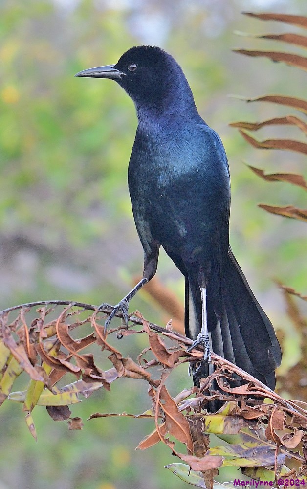 DSC_5121_001.JPG
