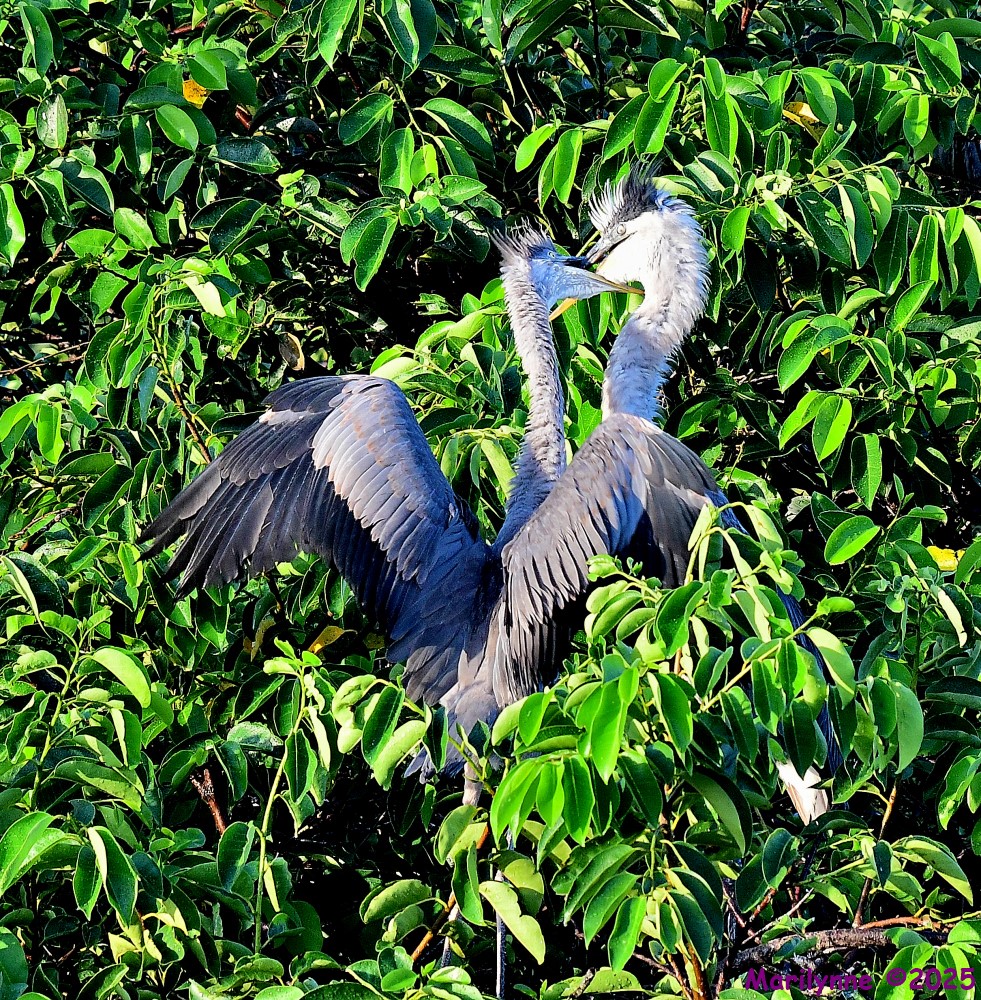 DSC_5121_001.JPG