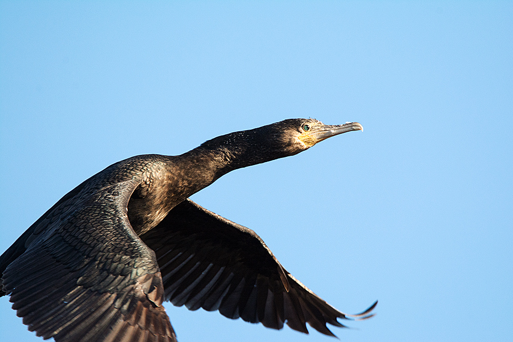 DSC_5129.jpg