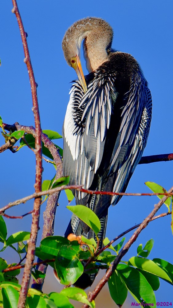 DSC_5129_001.JPG