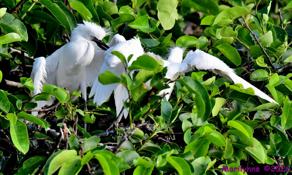 DSC_5129_001.JPG