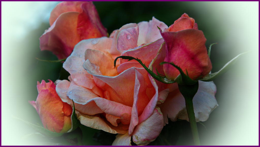 DSC_5131.jpg