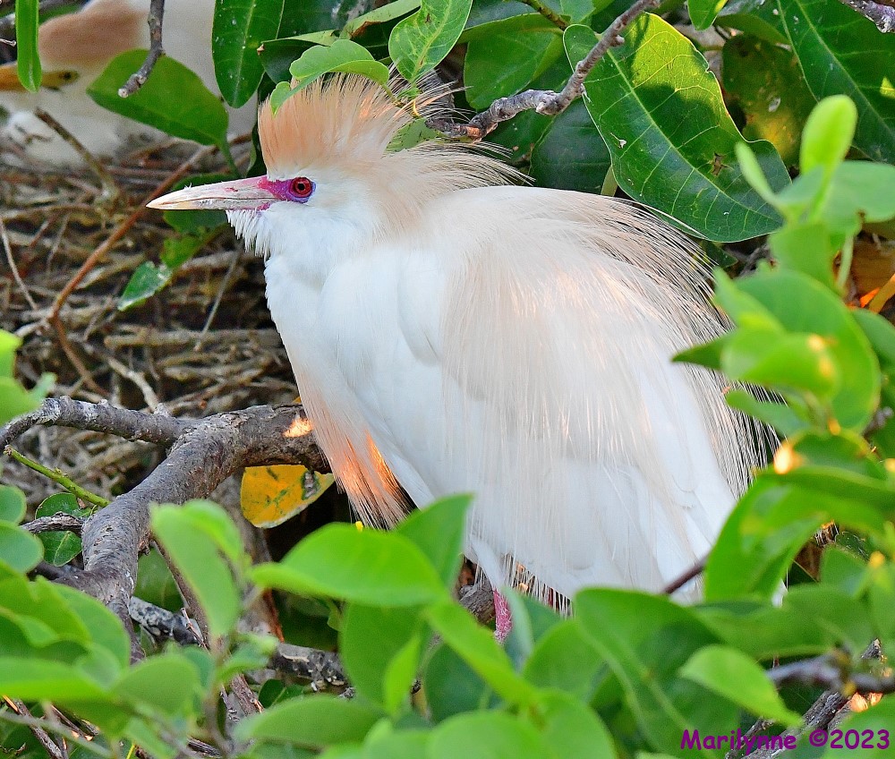 DSC_5131_001.JPG